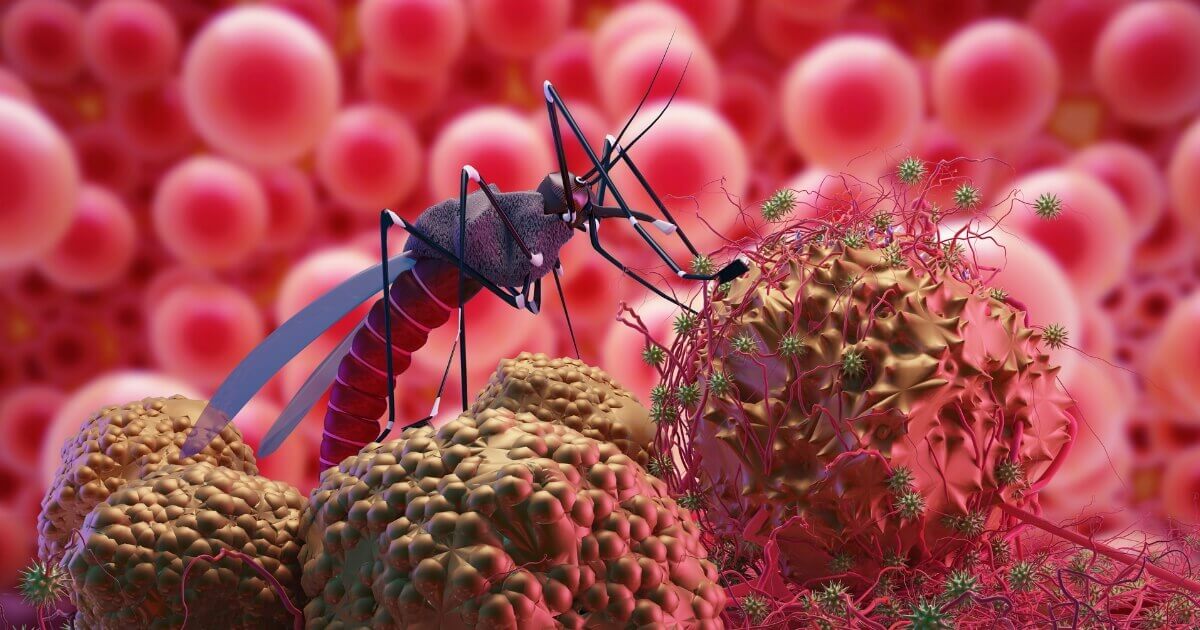 Mosquito Is The Causes Of Malaria